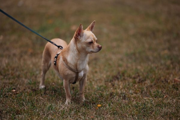 Potencia la Motivación de tu Equipo: Estrategias de Gamificación Efectivas